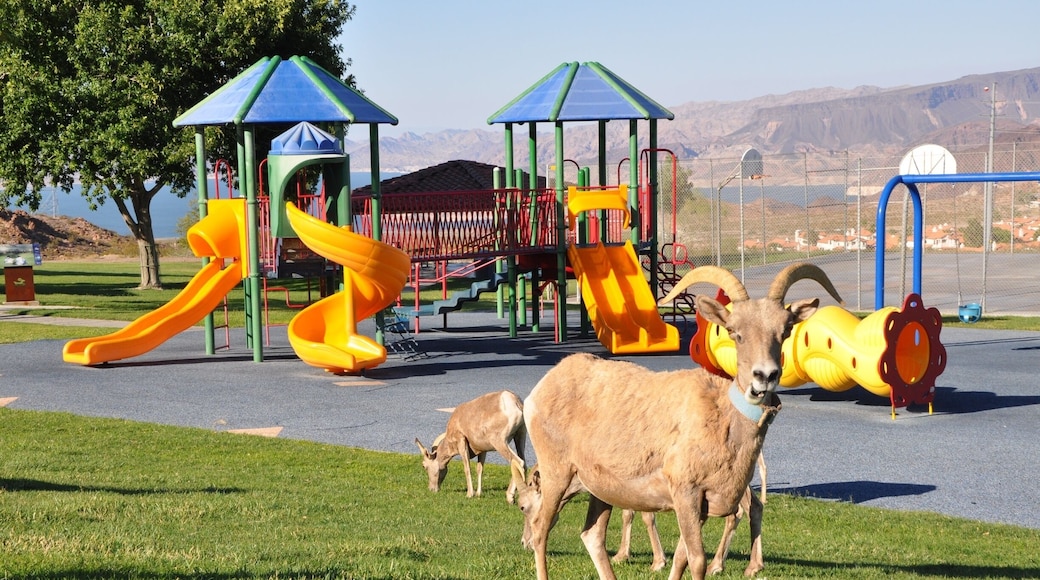 Really wanted to see the Bighorn Sheep, and was told the the easiest and most reliable place to get a view of them was at Hemenway Park!
It was really amusing to see a whole herd of sheep wandering around the kids' playground. Not surprising they were there...lush grass for snacking.