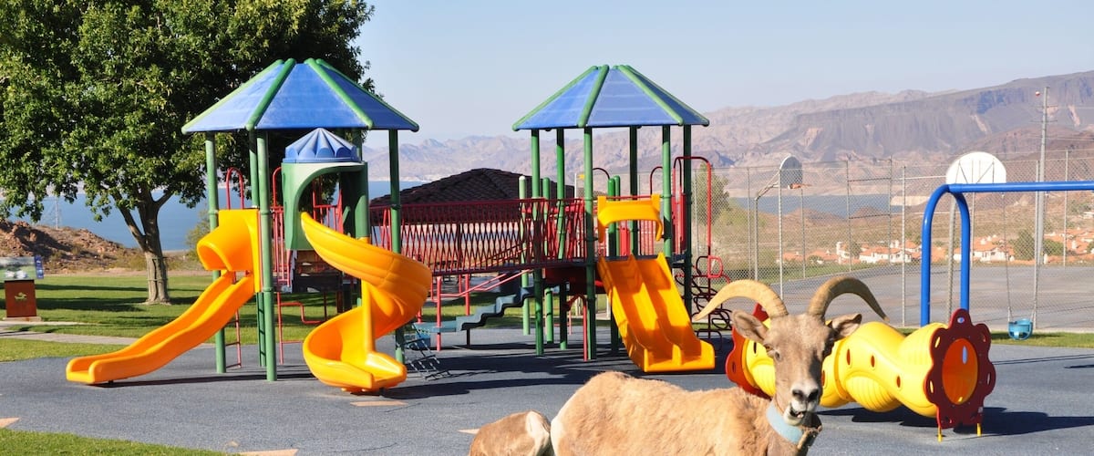 Really wanted to see the Bighorn Sheep, and was told the the easiest and most reliable place to get a view of them was at Hemenway Park!
It was really amusing to see a whole herd of sheep wandering around the kids' playground. Not surprising they were there...lush grass for snacking.