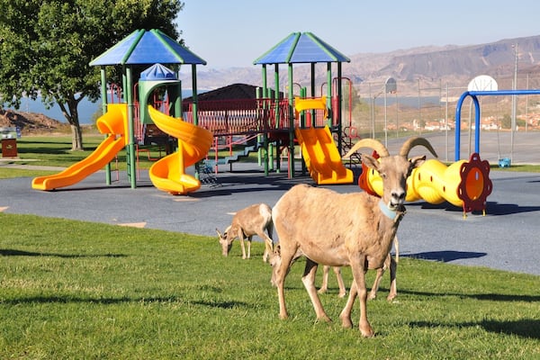 Really wanted to see the Bighorn Sheep, and was told the the easiest and most reliable place to get a view of them was at Hemenway Park!
It was really amusing to see a whole herd of sheep wandering around the kids' playground. Not surprising they were there...lush grass for snacking.
