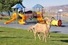 Really wanted to see the Bighorn Sheep, and was told the the easiest and most reliable place to get a view of them was at Hemenway Park!
It was really amusing to see a whole herd of sheep wandering around the kids' playground. Not surprising they were there...lush grass for snacking.