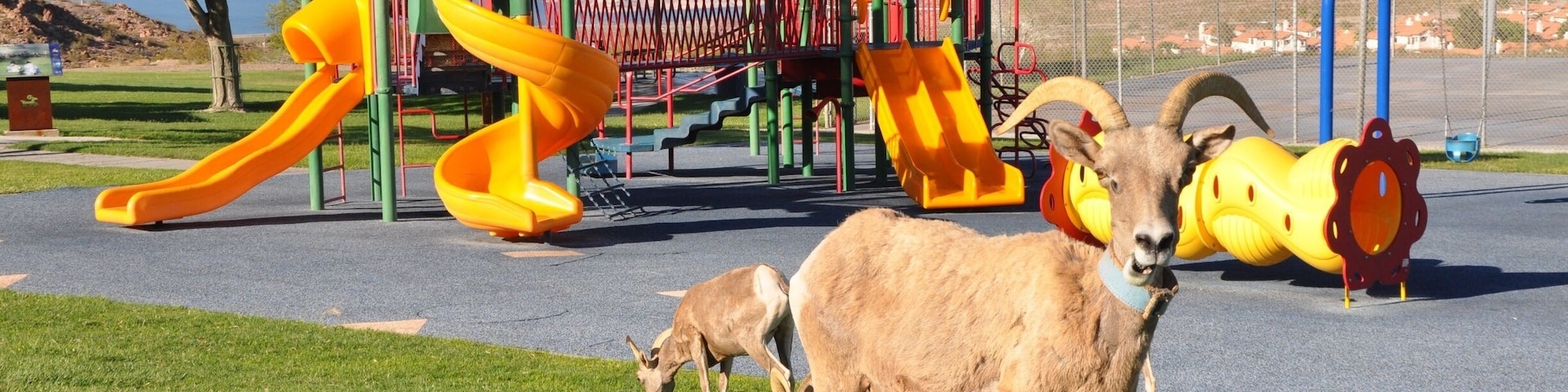 Really wanted to see the Bighorn Sheep, and was told the the easiest and most reliable place to get a view of them was at Hemenway Park!
It was really amusing to see a whole herd of sheep wandering around the kids' playground. Not surprising they were there...lush grass for snacking.
