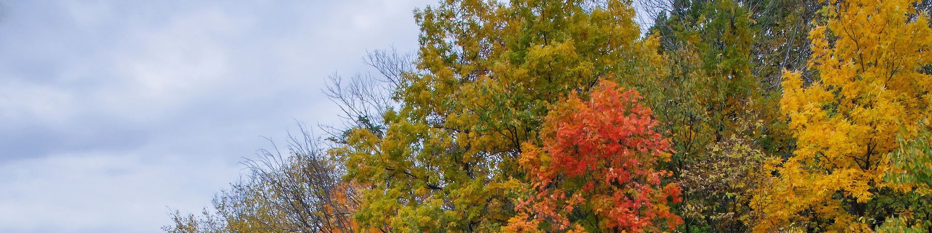 599-55 Fall Color at Ryerson Woods