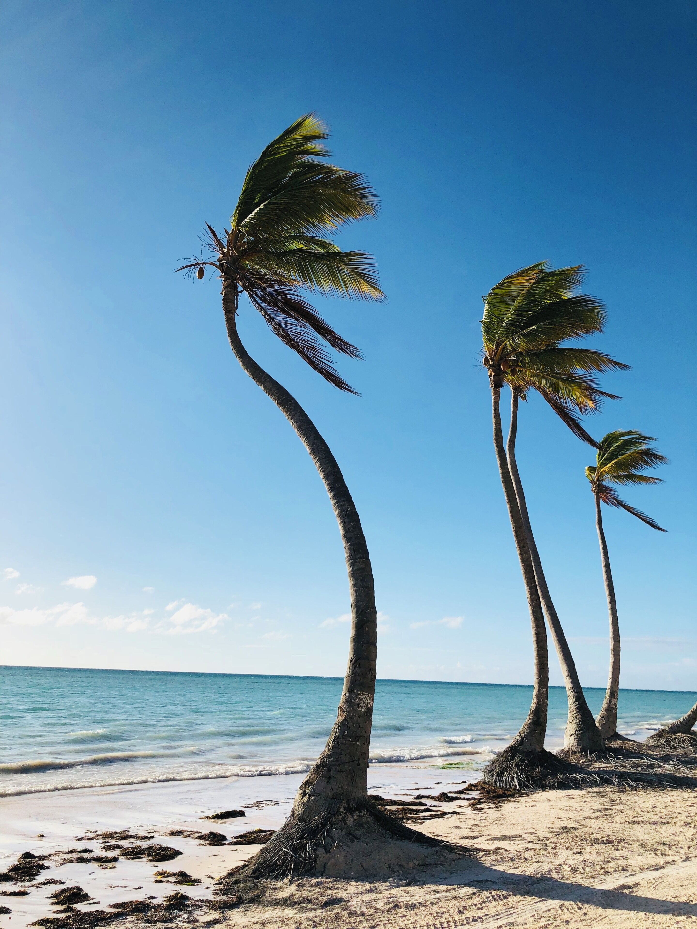 Amazing how these palm trees manage to stay upright on the beach on this beautiful island.