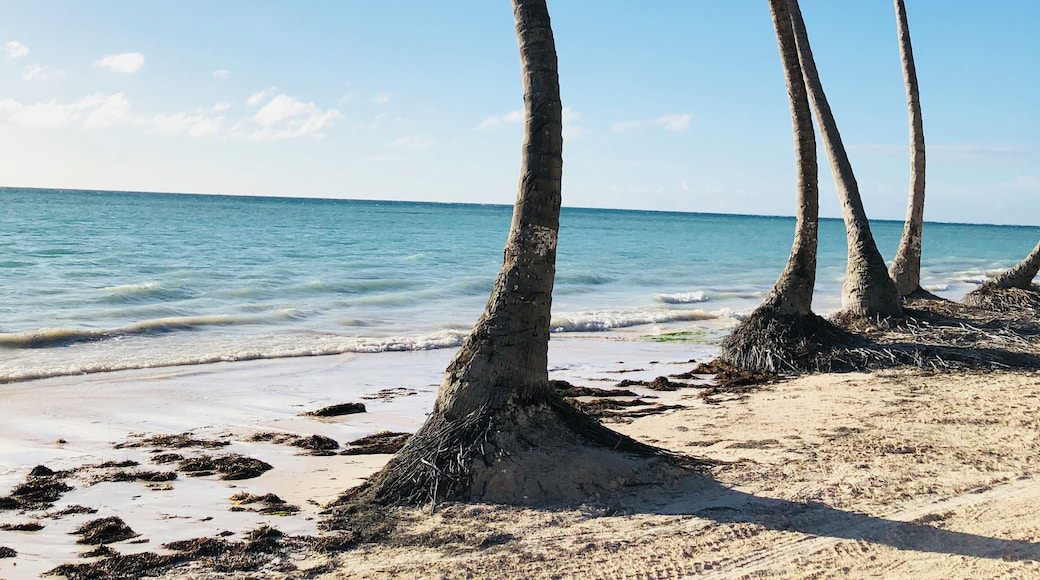 Amazing how these palm trees manage to stay upright on the beach on this beautiful island.