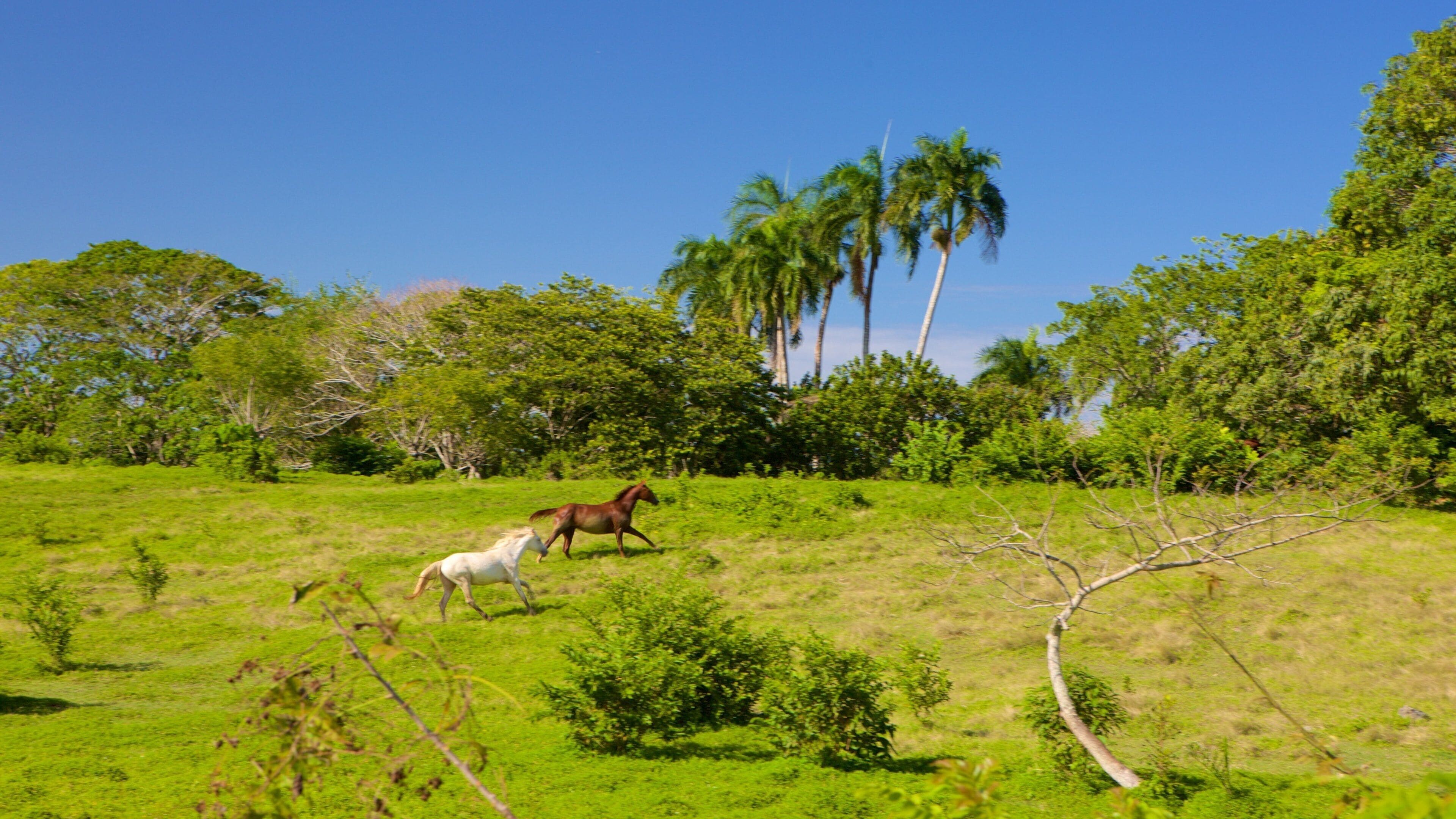 Higuey showing animals