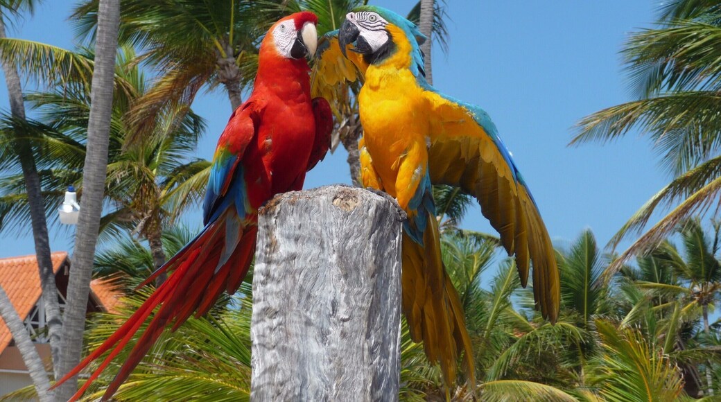 Papagayos - Punta Cana