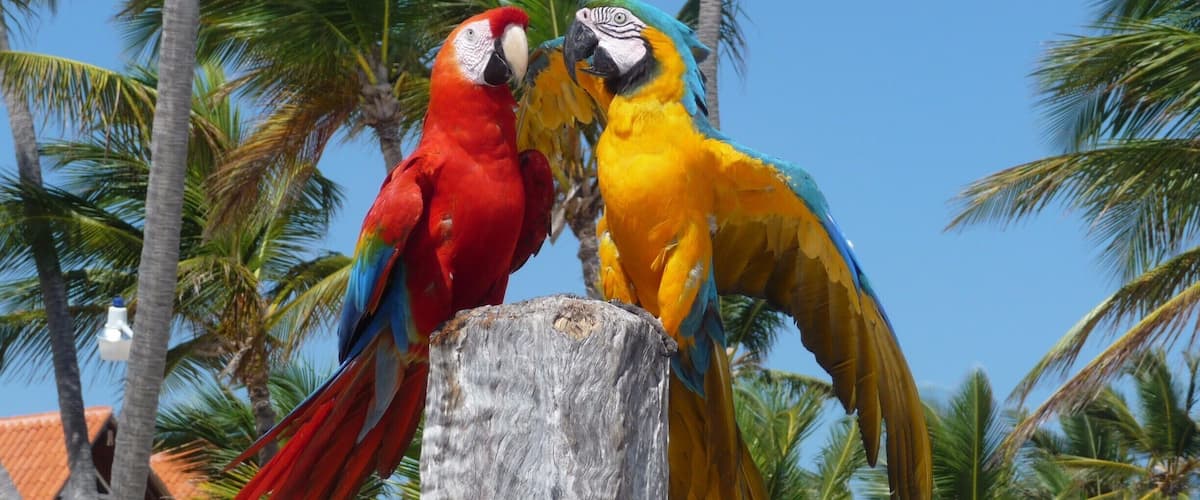 Papagayos - Punta Cana