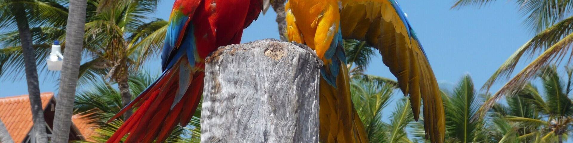 Papagayos - Punta Cana