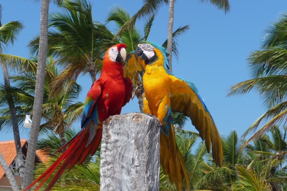 Two colorful parrots perched on a wooden post with a clear blue sky and palm trees in the background.