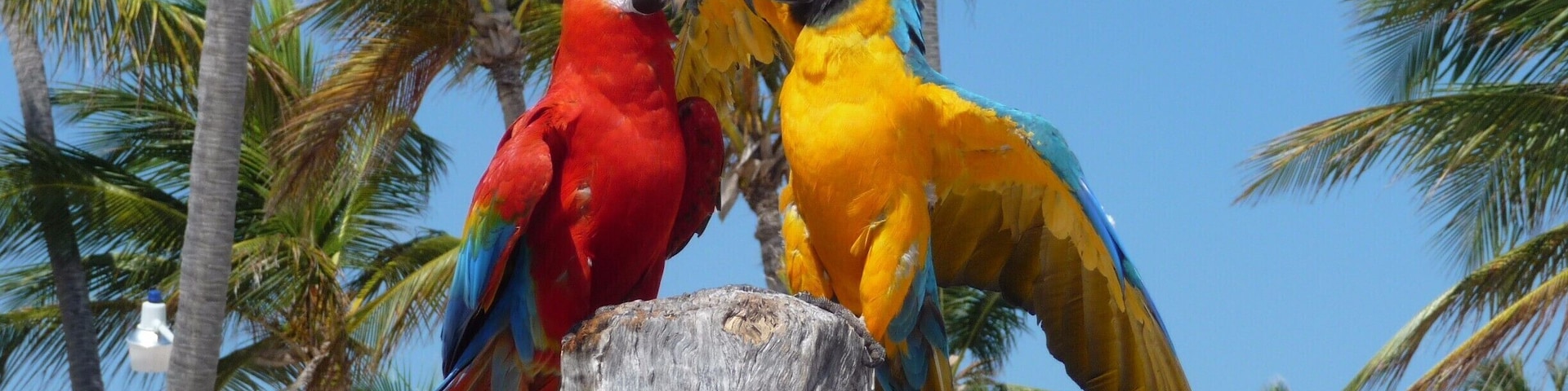 Papagayos - Punta Cana