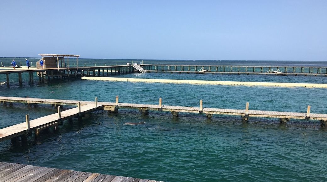 We did an excursion from our hotel to smoked out in the reef, but it was dead. We did see some fish. Then went to this place and swam with Norse Sharks, held a sting ray and was kissed by a sea lion. I wish we had done the dolphin half.