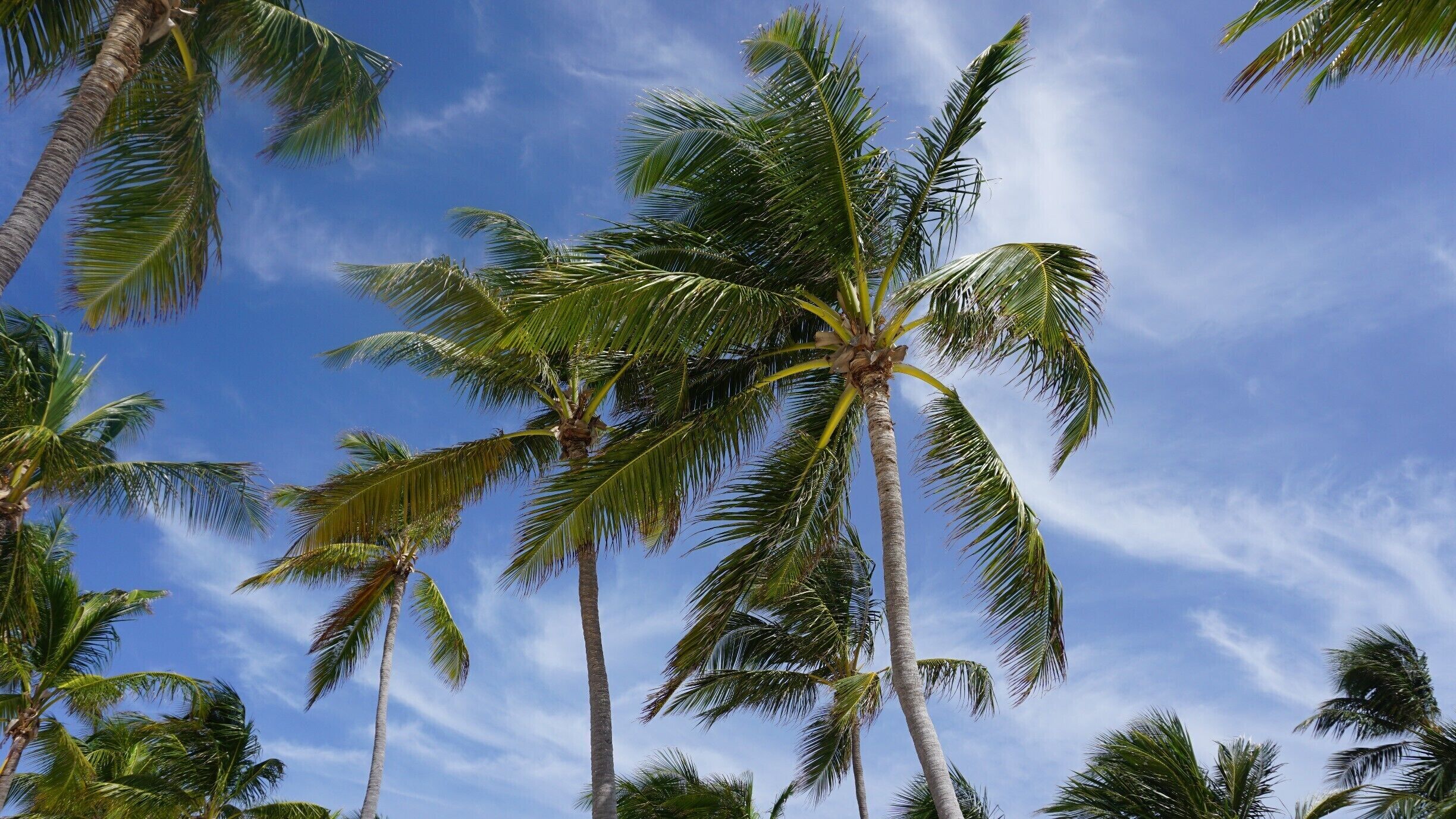 Coconut trees everywhere!
