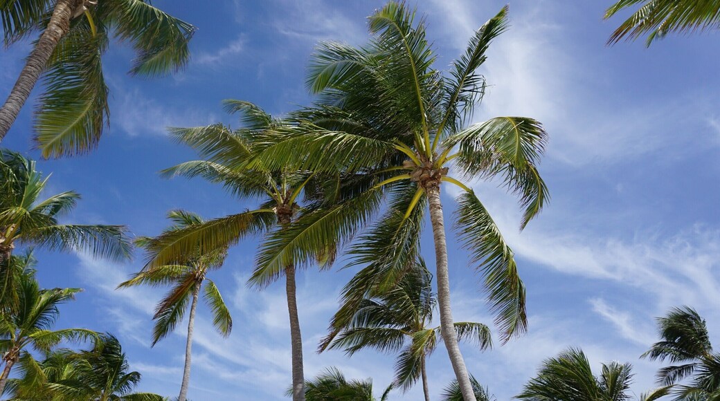 Coconut trees everywhere!