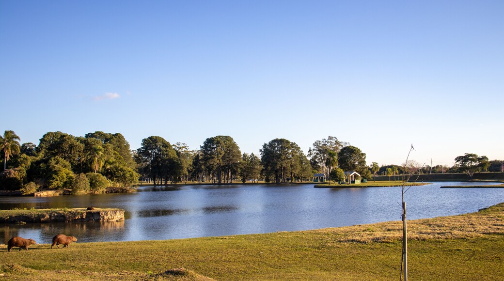 São José dos Pinhais