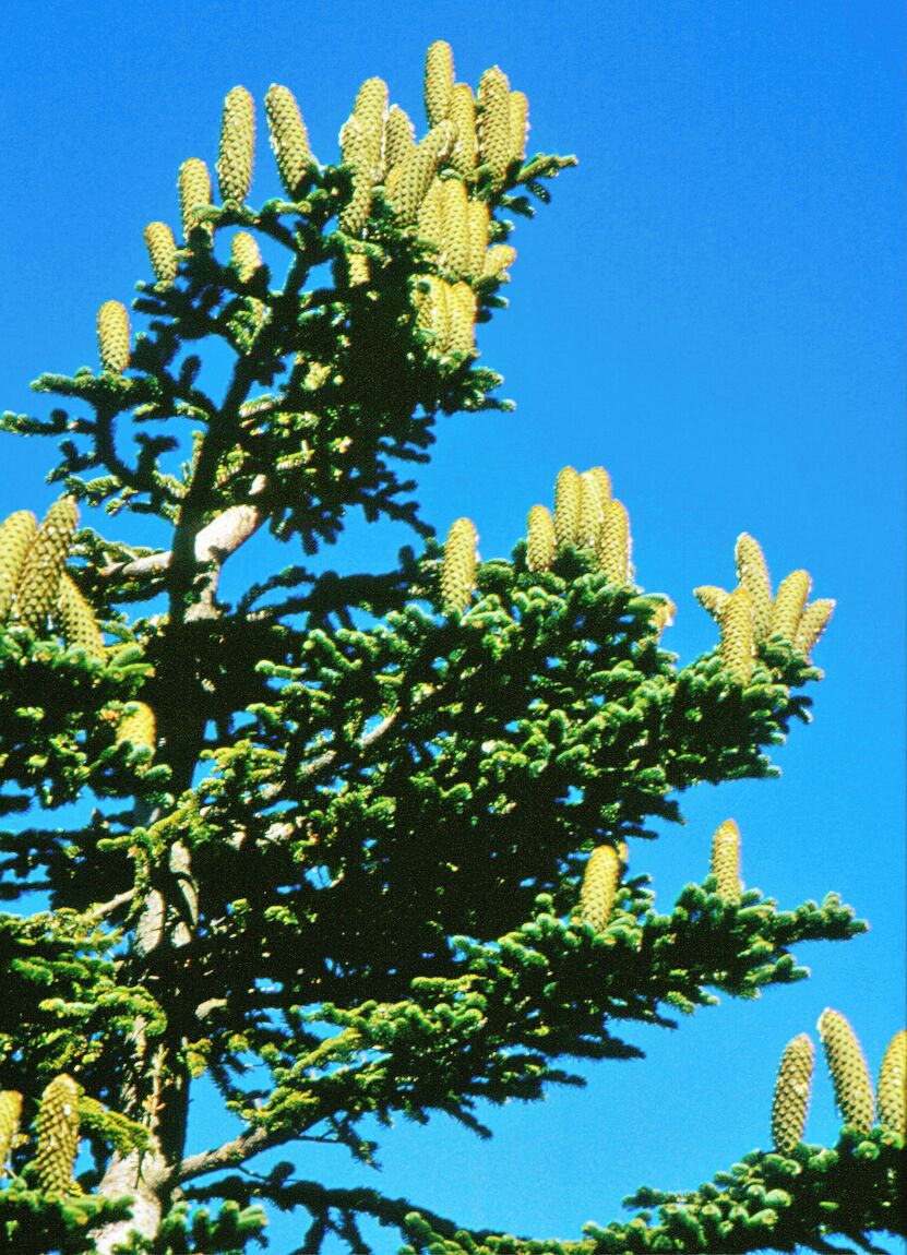 Abies nebrodensis foliage and cones, Castellana Sicula, Madonie, Sicily, 1600 m altitude.