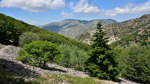 Abies nebrodensis in the "Madonie" natural park (Sicily)
