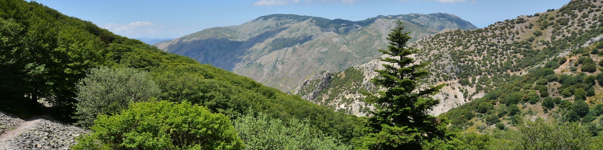 Abies nebrodensis in the "Madonie" natural park (Sicily)