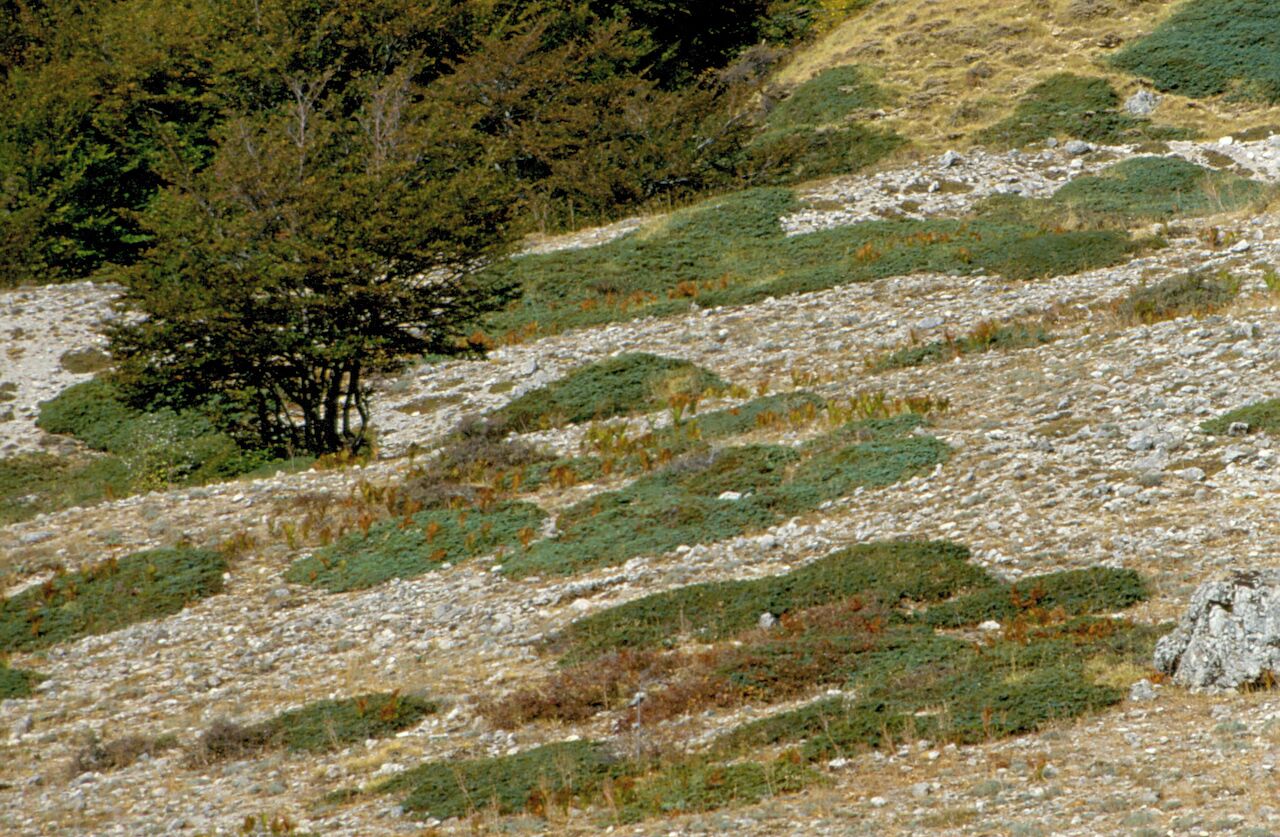 Aspetti della vegetazione [Archivio ex Laboratorio Immagine]
