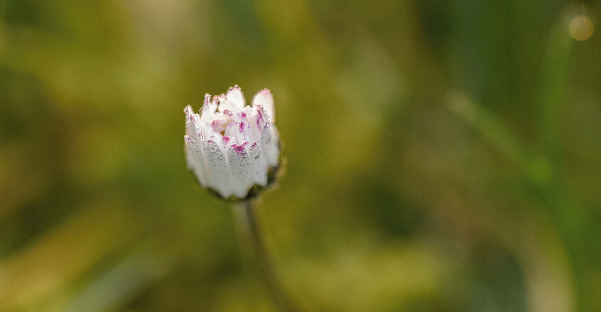 500px provided description: another photo I took tuesday morning [#sunrise ,#morning ,#macro ,#flower ,#sunlight ,#makro ,#daisy ,#blume ,#g?nsebl?mchen ,#sonnenlicht ,#sonnenaufgang ,#morgen ,#g?nseblume ,#morgentau]