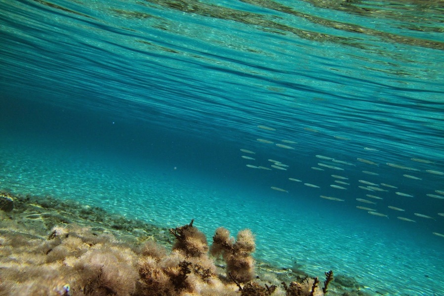 Blue world, #sea#nature