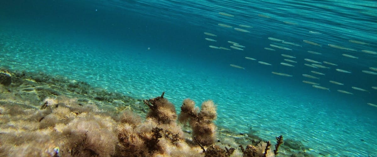 An underwater scene with clear turquoise water, a school of fish, and seaweed.