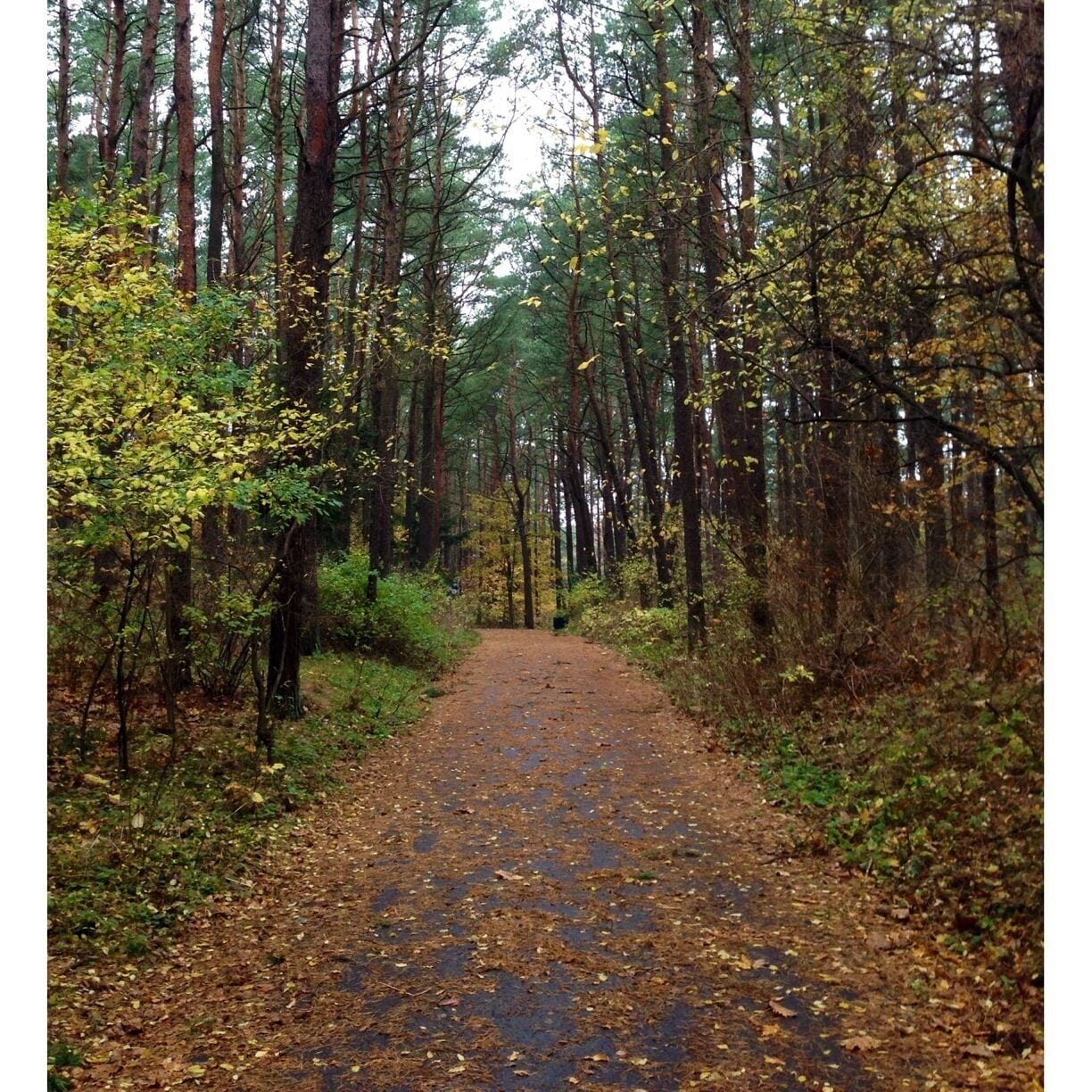 Autumn in the national park - near the sea