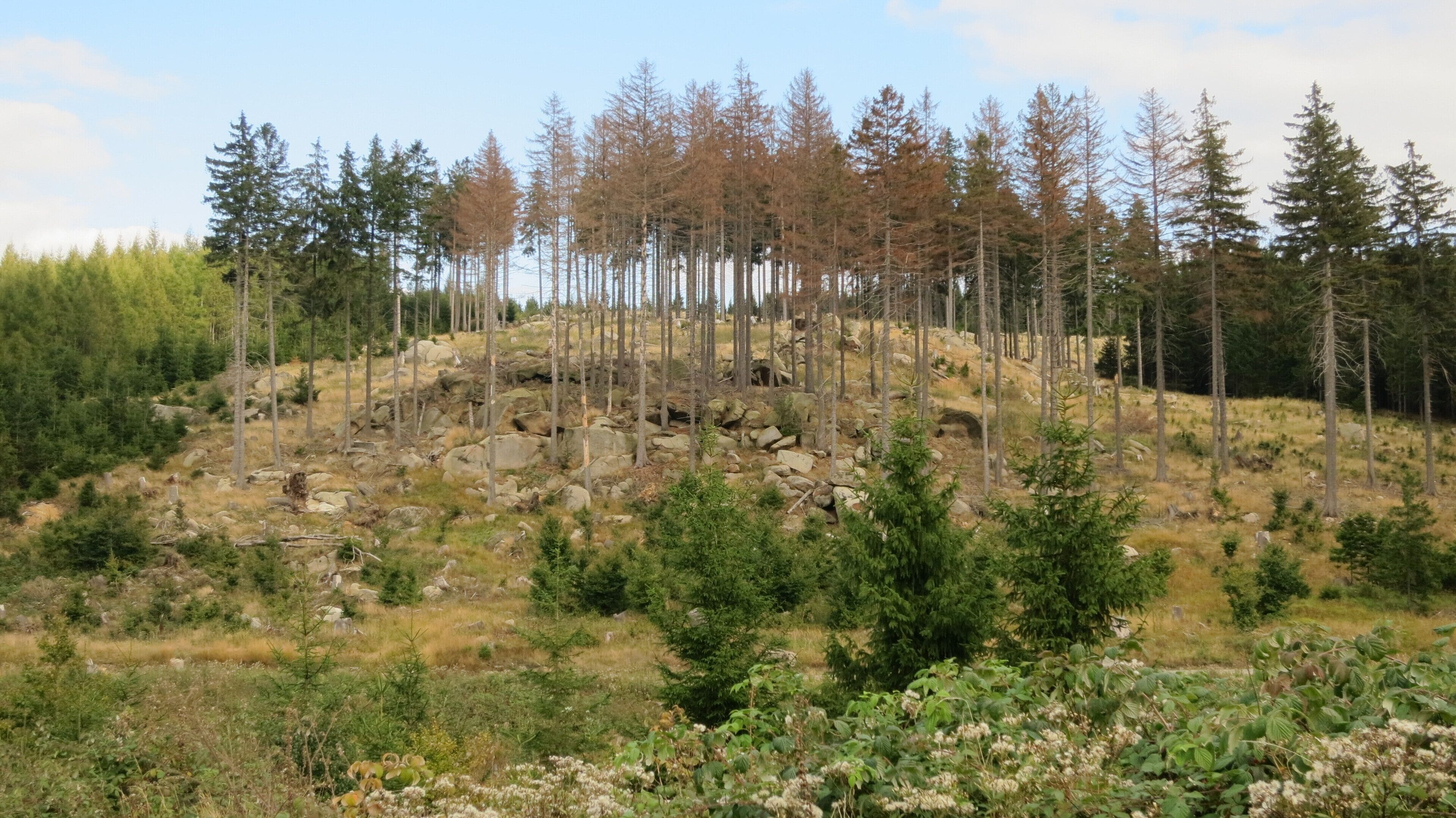 Blick über das Ilsetal