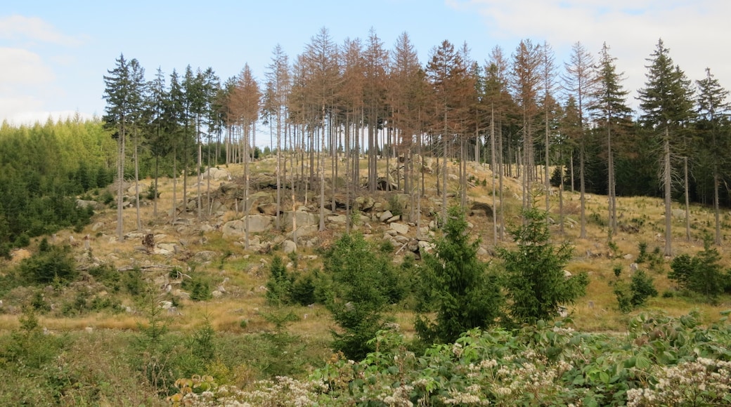 Blick über das Ilsetal