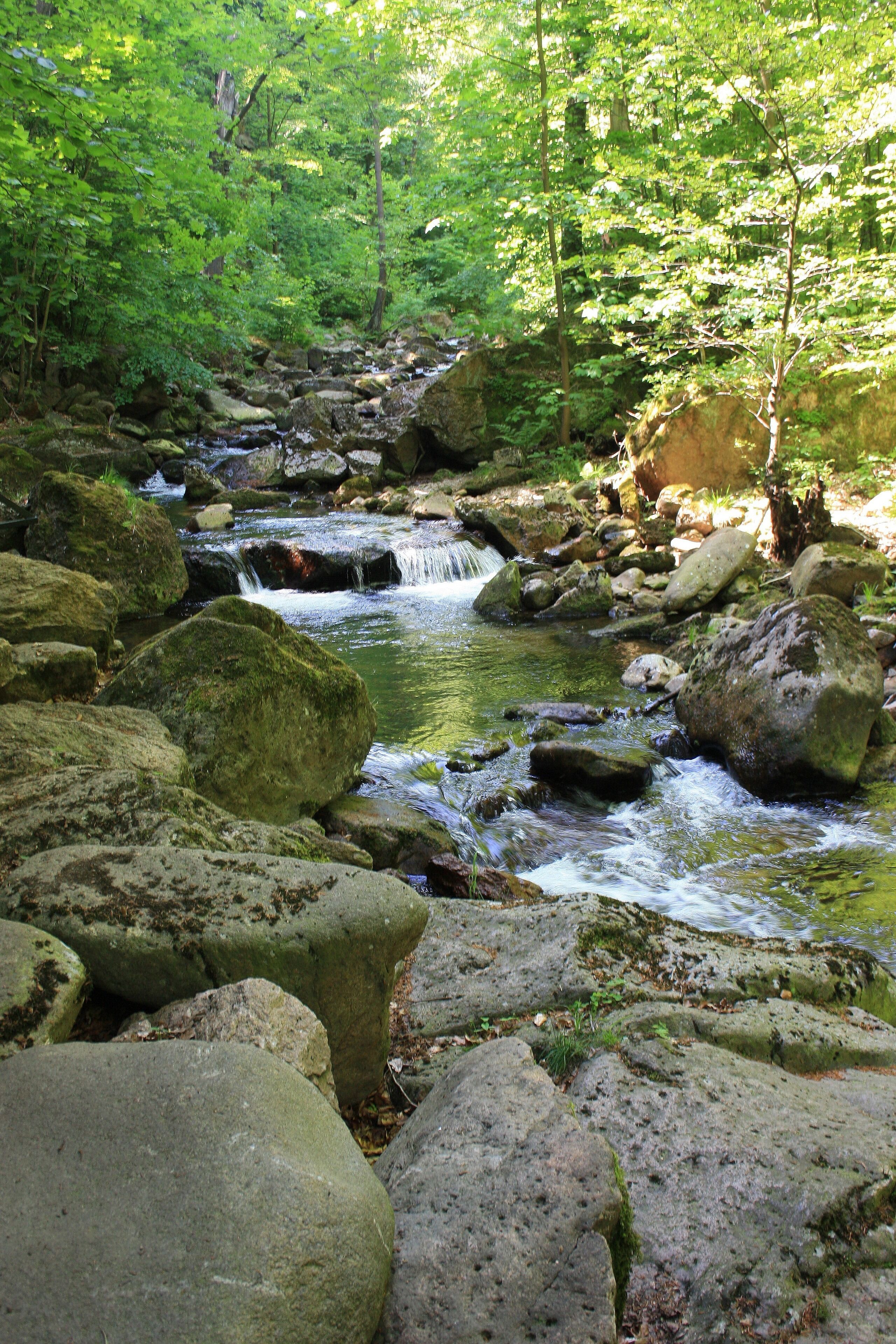 A forest stream with rocks and moss.