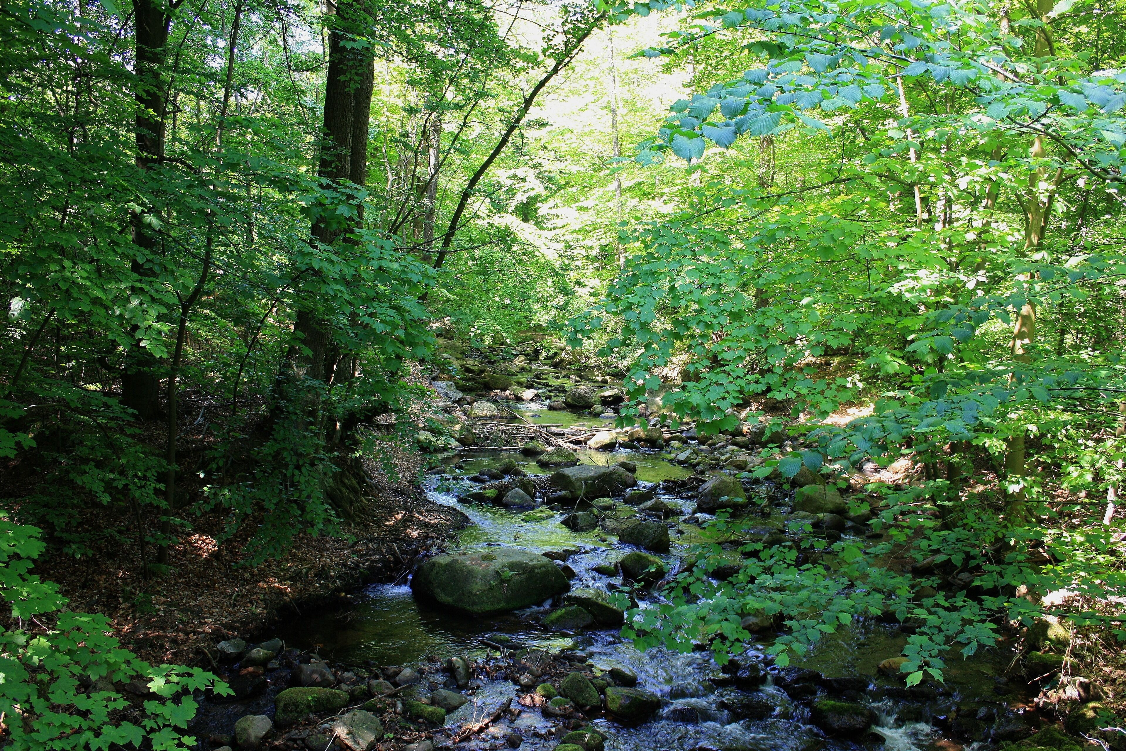 Wanderung Tal der Ilse - Harz