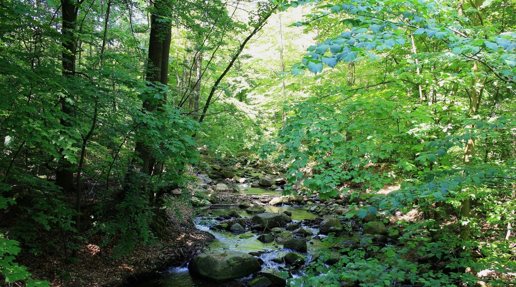 Wanderung Tal der Ilse - Harz