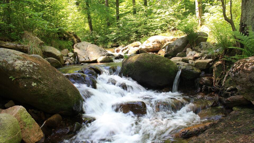 A forest stream with rocks and ferns.