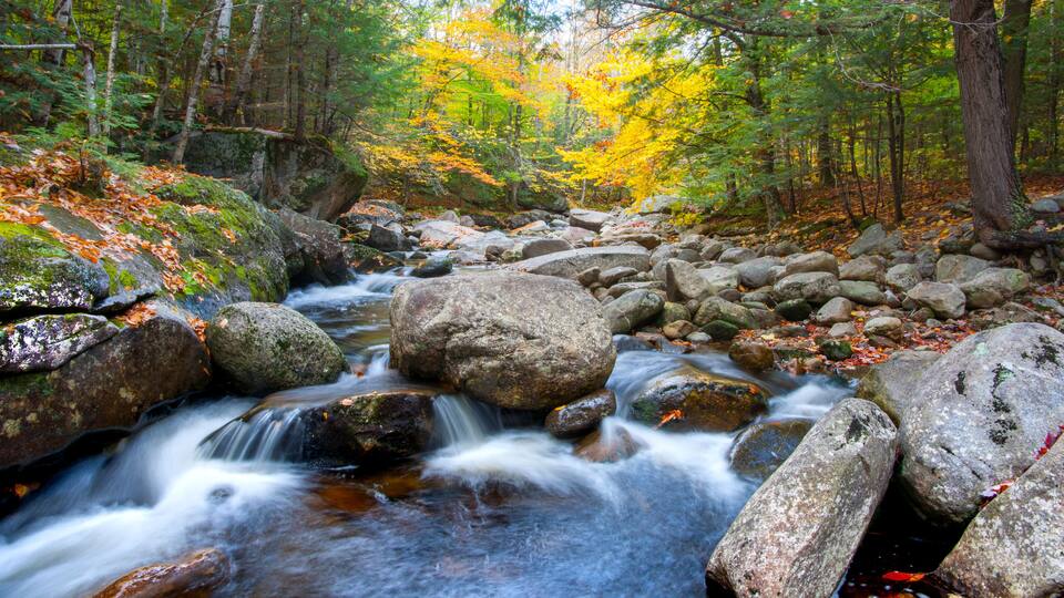 A forest stream with rocks and autumn-colored trees.