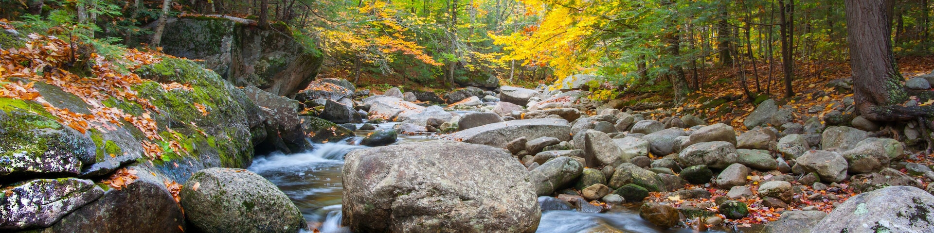 Un arroyo en el bosque rodeado de rocas y árboles de tonos otoñales.