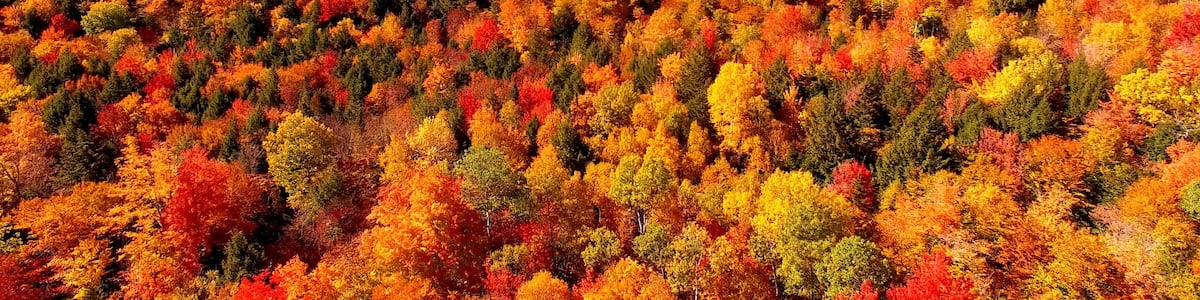 Autumn Foliage in Maine Forest with Brilliant Red and Orange Leaves - Aerial Shot From Newry, Maine, USA