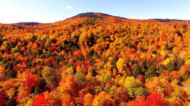 Autumn Foliage in Maine Forest with Brilliant Red and Orange Leaves - Aerial Shot From Newry, Maine, USA