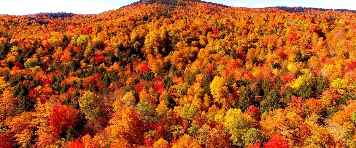 A forested mountain with autumn foliage.