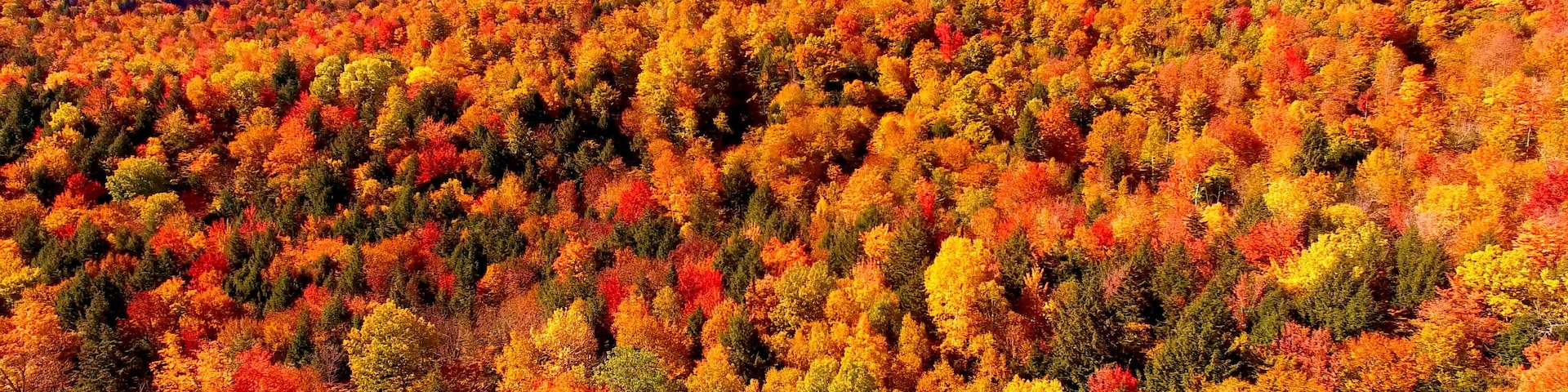 Autumn Foliage in Maine Forest with Brilliant Red and Orange Leaves - Aerial Shot From Newry, Maine, USA