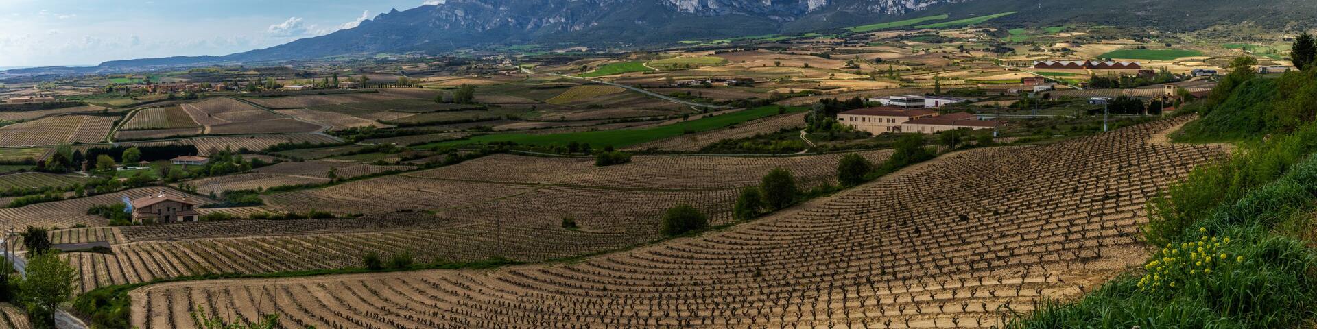 A vineyard landscape with terraced fields, a mountain range, and a clear sky.