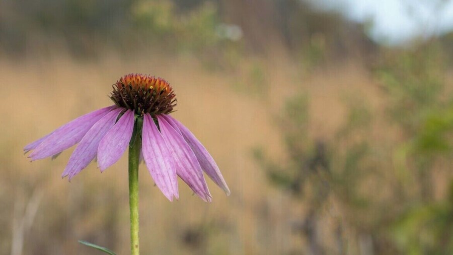 Great Day hiking with woods and prairies