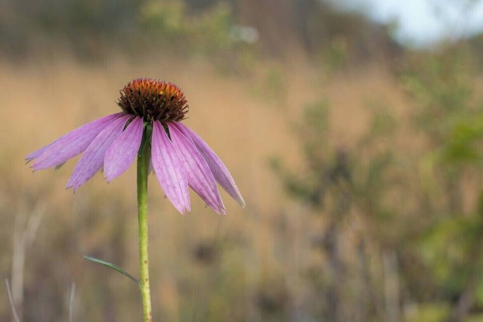 A single purple coneflower with a green stem, set against a blurred natural background.