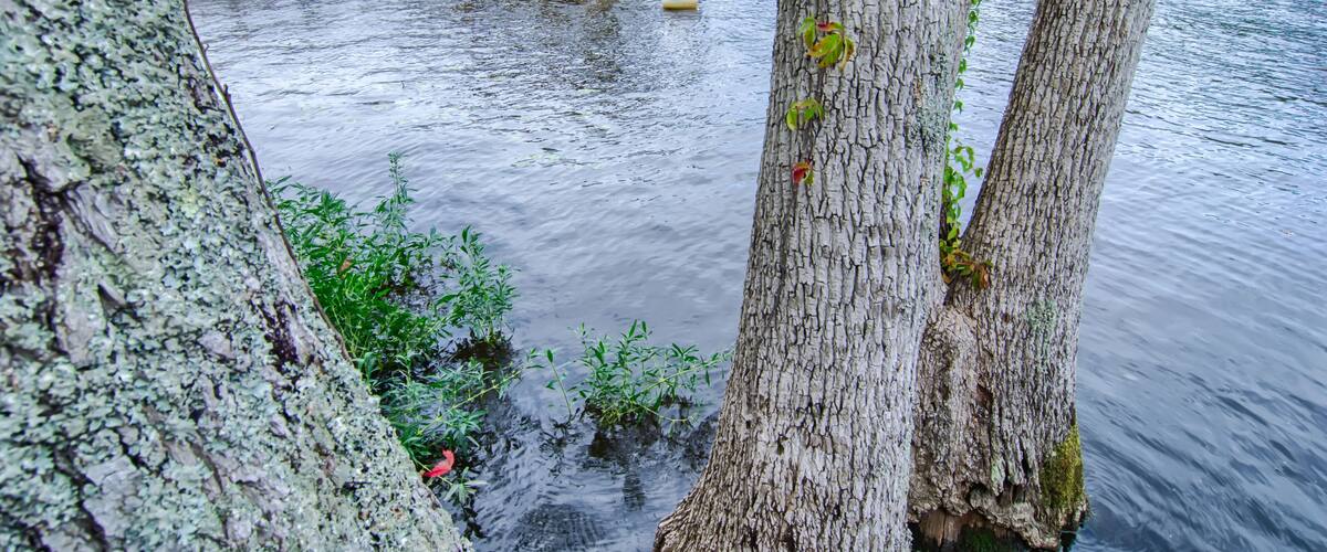 A wooden pier with a red roof extending over calm water, surrounded by trees and greenery.