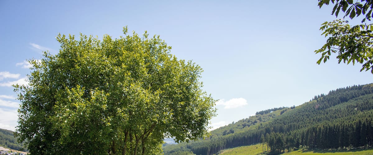 A winding country road flanked by lush greenery and a forested hill in the distance.