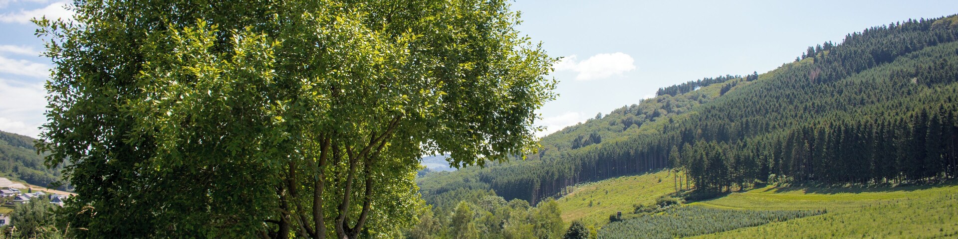 A winding country road flanked by lush greenery and a forested hill in the distance.