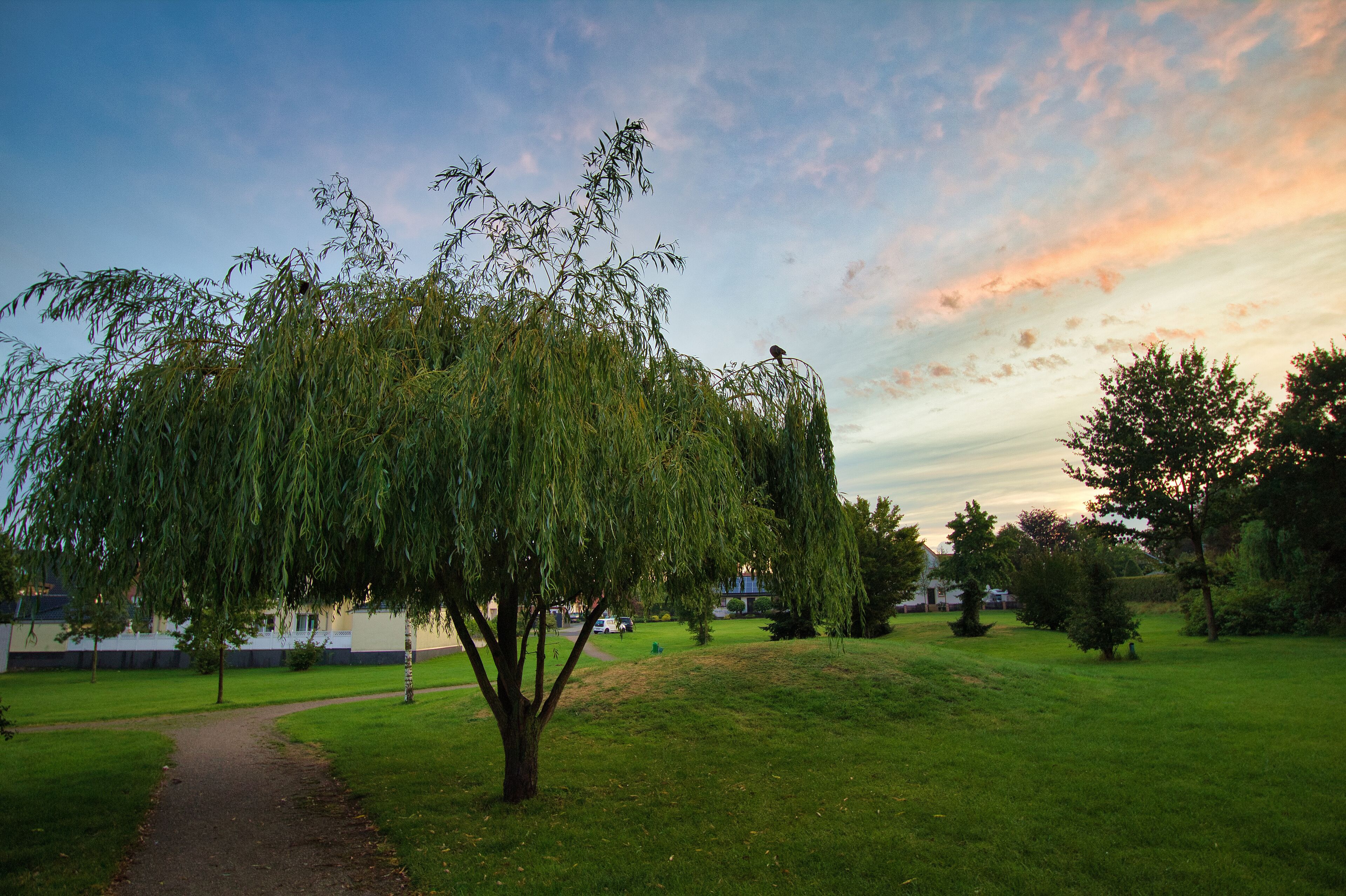 A weeping willow tree in a park with a path, grassy areas, and a body of water in the background.