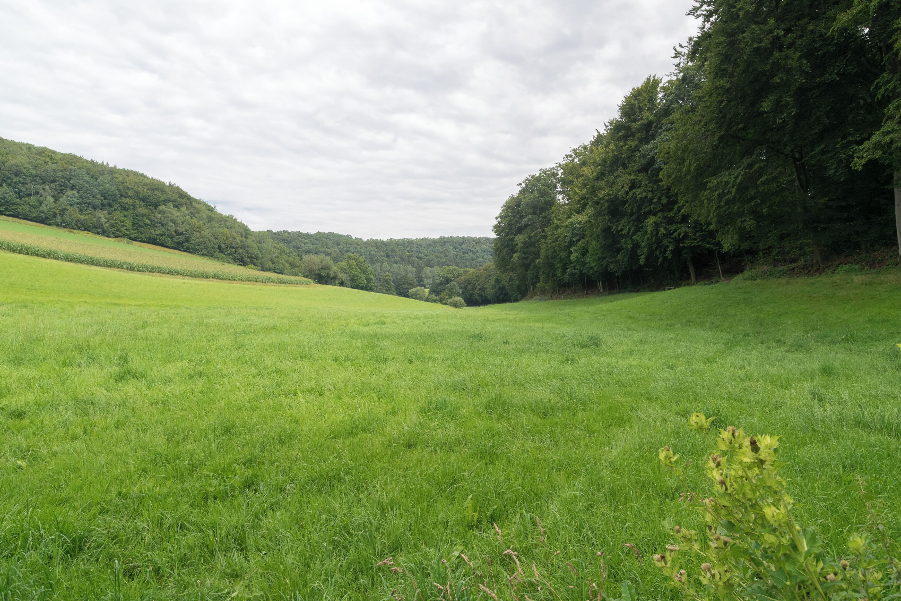 Naturschutzgebiet "Rinnenberg", Extertal, Kreis Lippe