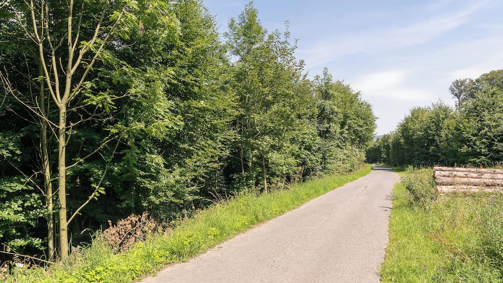 A rural road flanked by dense green trees and grass.