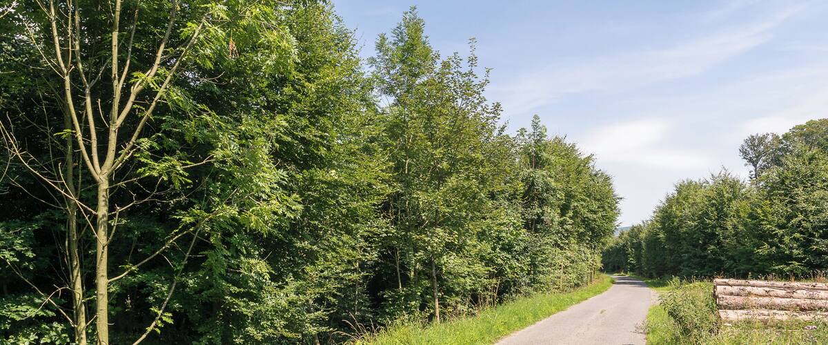 A rural road flanked by dense green trees and grass.