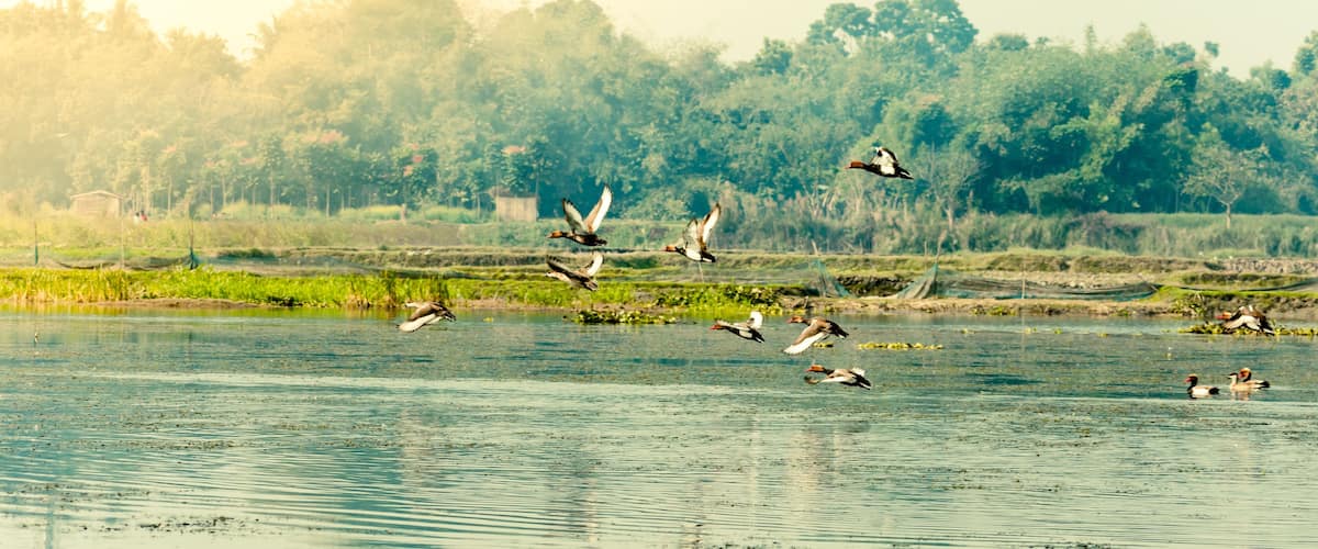 Flock of migratory birds flying over lake. The freshwater and coastal bird species spotted in Western Ghats region of Nelapattu Bird Sanctuary Nellore Andhra Pradesh India. A paradise for avian life.
