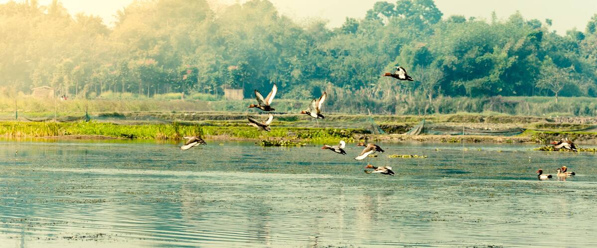 A group of birds flying over a calm body of water with a forested area in the background.